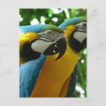 Blue and Gold Macaw Postcard