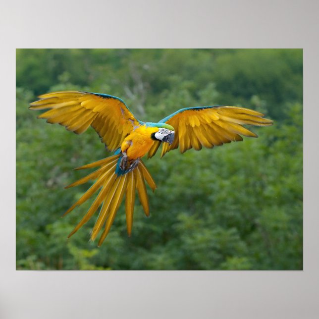 Blue and Gold Macaw Poster (Front)