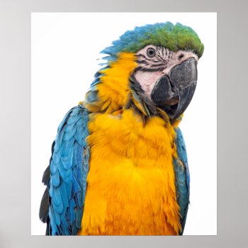 Blue And Gold Macaw Poster by PixLifeBirds at Zazzle