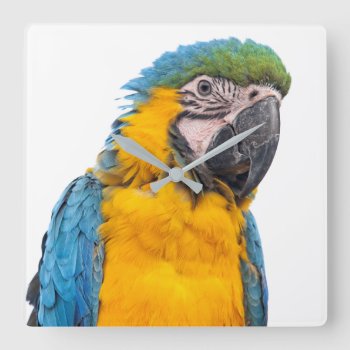 Blue And Gold Macaw Square Wall Clock by PixLifeBirds at Zazzle