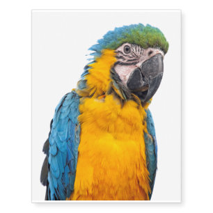 Blue and Gold Macaw Temporary Tattoos