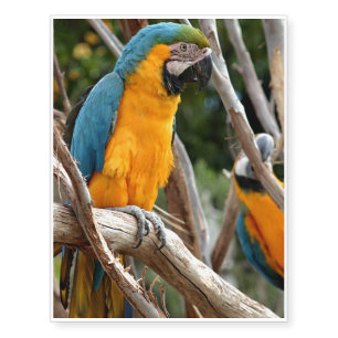 Blue And Gold Macaw Temporary Tattoos