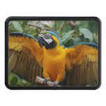 Blue and Gold Macaw with Wings Spread Trailer Hitch Cover