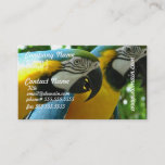 Blue and Gold Macaws Business Card
