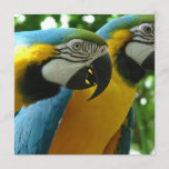 Blue and Gold Macaws Invitations