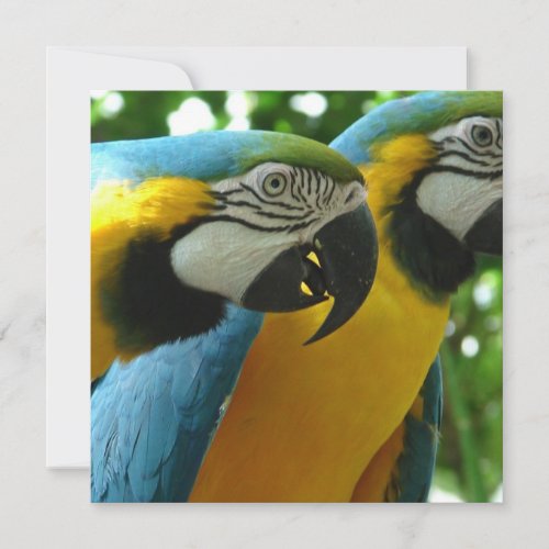Blue and Gold Macaws Invitations