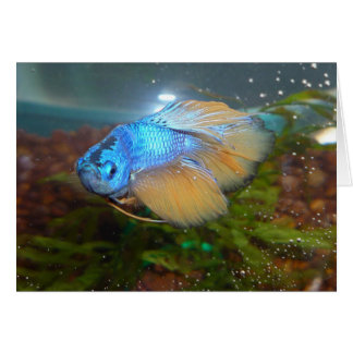 Blue and Gold Male Betta Fighting Fish Cards