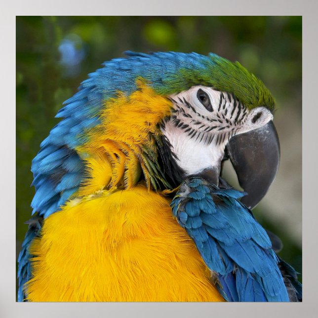 Blue And Gold Parrot Poster (Front)
