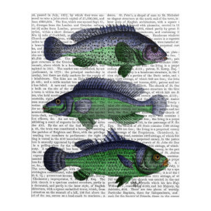 Blue and Green Fish Trio Acrylic Print