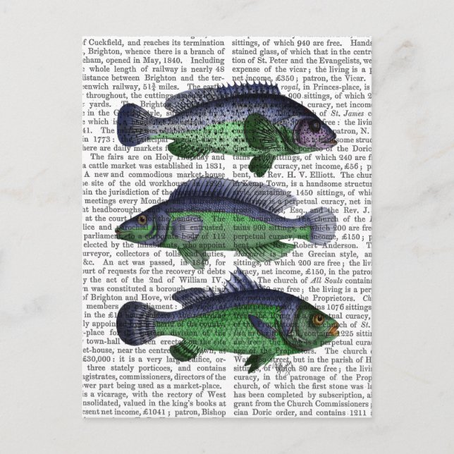 Blue and Green Fish Trio Postcard (Front)