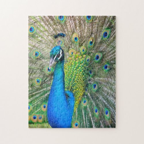 Blue and green peacock jigsaw puzzle