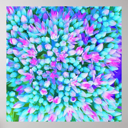 Blue and Hot Pink Succulent Sedum Flowers Detail Poster