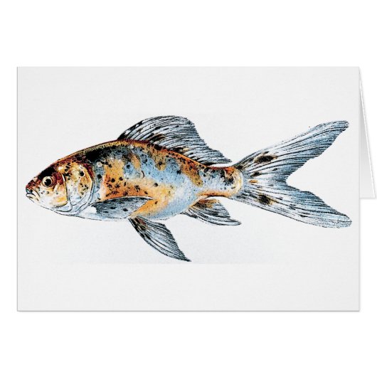 Blue and Orange Shubunkin Goldfish Fine Art (Front Horizontal)