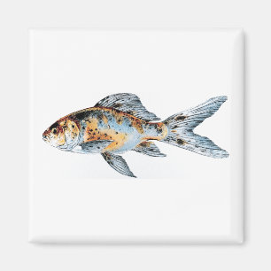 Blue and Orange Shubunkin Goldfish Fine Art Magnet