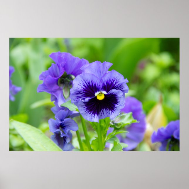 Blue and pale blue violets photo poster (Front)