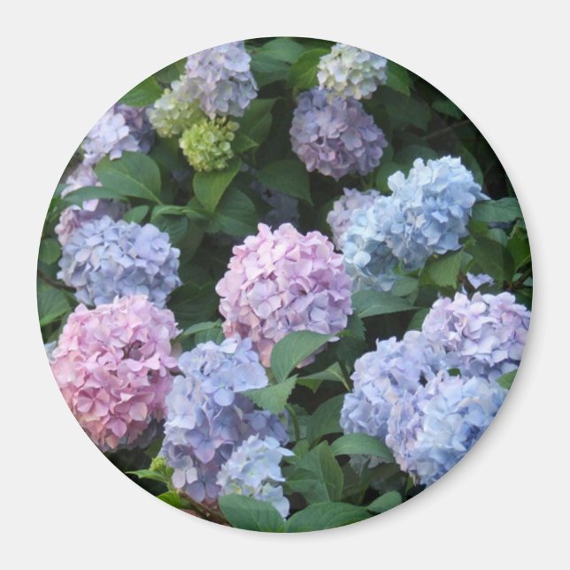 Blue and Purple Hydrangea Magnet (Front)
