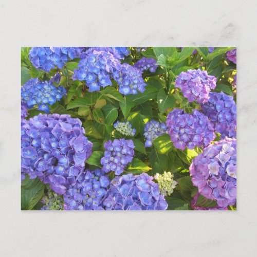 Blue and Purple Hydrangeas Postcard