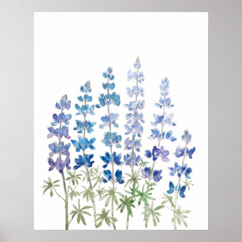 blue and purple lupin flowers watercolor  poster