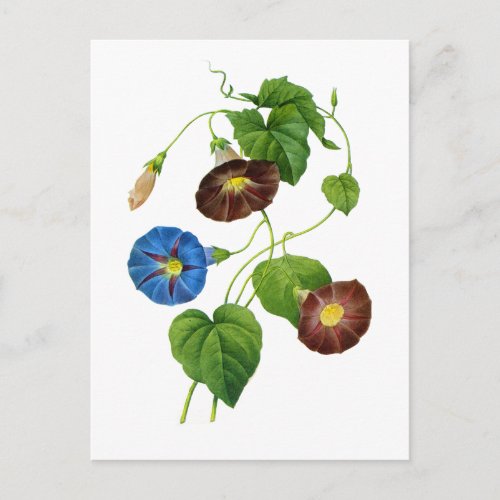 Blue and Purple Morning Glory Vines by Redoute Postcard