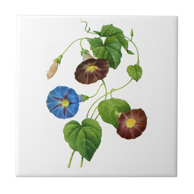 Blue and Purple Morning Glory Vines by Redoute Tile (Front)