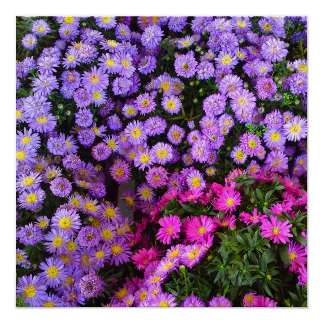 Blue and Purple Mums Flower Perfect Poster (Front)