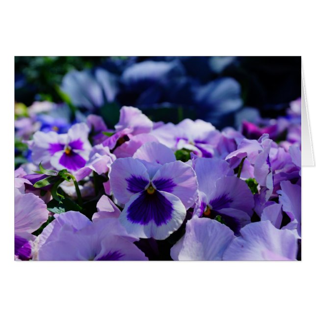 Blue and Purple Pansies! Cards (Front Horizontal)