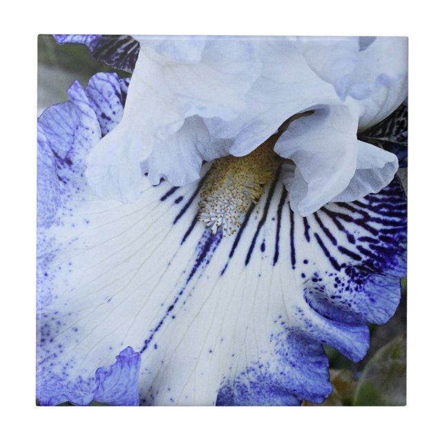 Blue and White Bearded Iris Floral Ceramic Tile (Front)