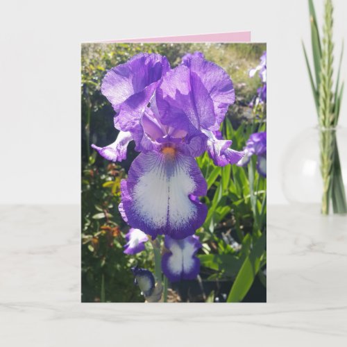 Blue and White Bearded Iris flowers floral Card