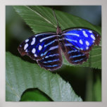 Blue and White Butterfly Poster