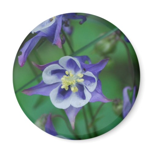 Blue and White Columbine Flowers  Magnet
