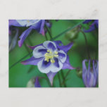 Blue and White Columbine Flowers  Postcard