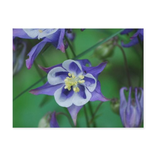 Blue and White Columbine Flowers  Postcard
