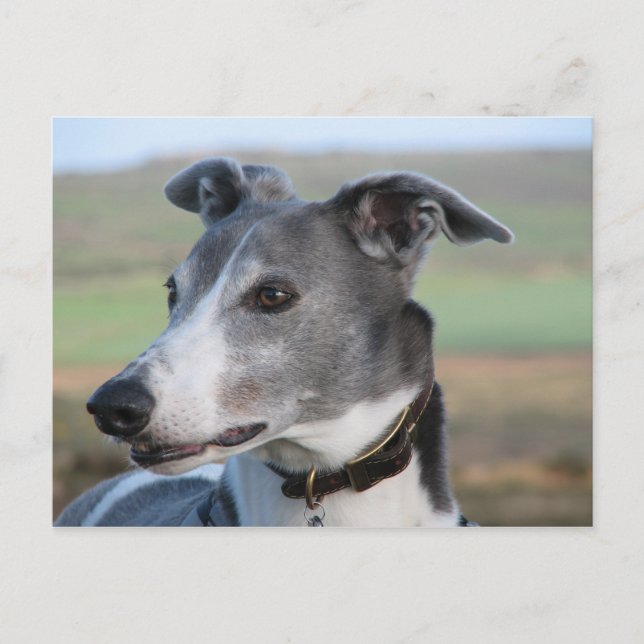 Blue and white greyhound (a344) postcard (Front)