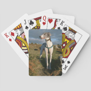 Blue and white greyhound playing cards