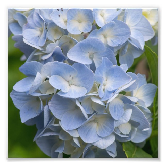 Blue and White Hydrangea Flower Photo Print (Front)