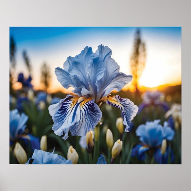 Blue and White Iris During the Golden Hour Poster (Front)