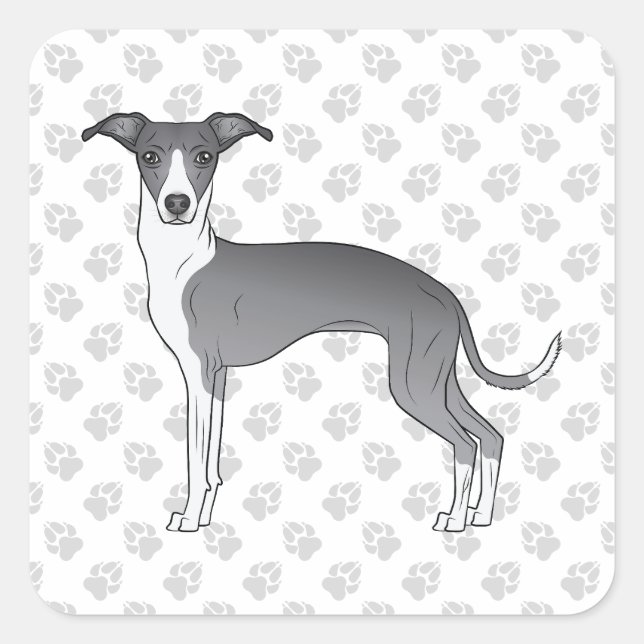 Blue And White Italian Greyhound With Paws Square Sticker (Front)