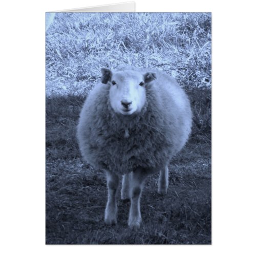 Blue and White  Mother sheep