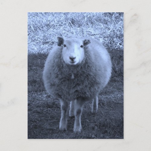 Blue and White  Mother sheep Postcard