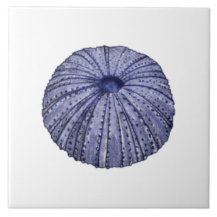 white sea urchin shell