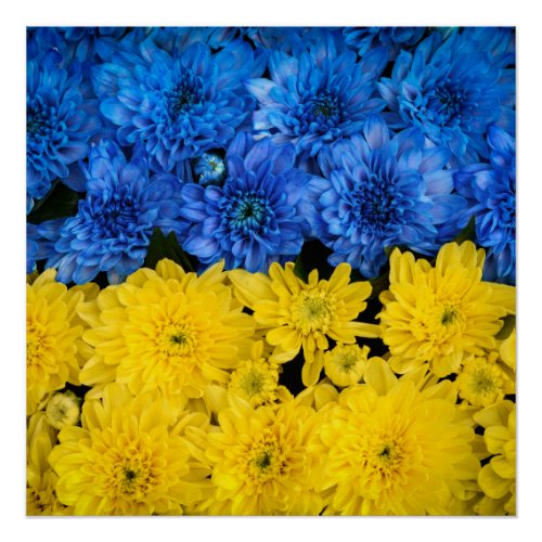 Blue and Yellow Chrysanthemums Nature Photo Poster
