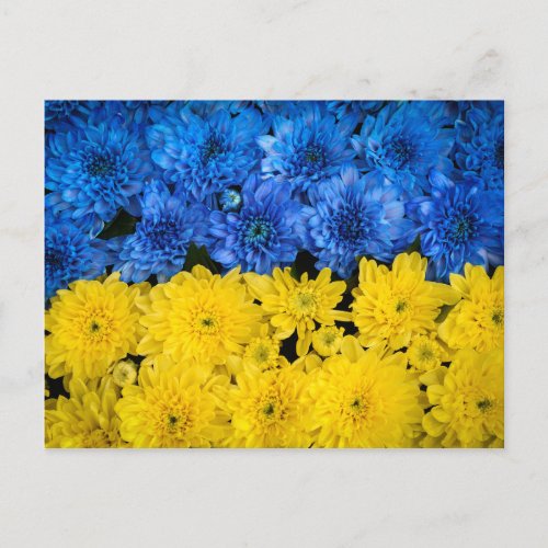 Blue and Yellow Chrysanthemums Nature Photo Poster Postcard