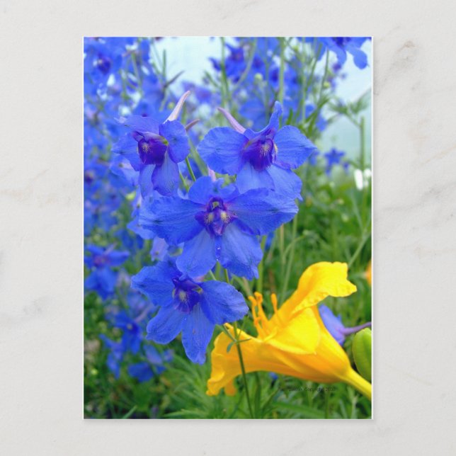 Blue and Yellow  Flowers Postcard (Front)