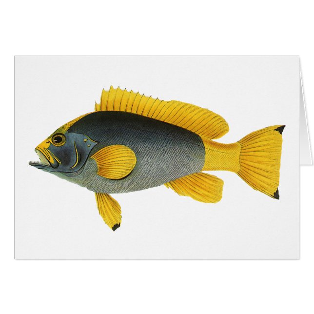 Blue and Yellow Grouper Fish, Vintage Marine Life (Front Horizontal)
