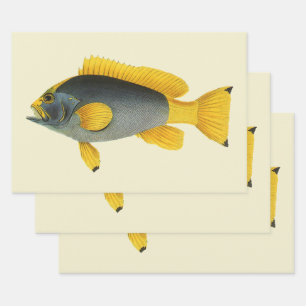 Blue and Yellow Grouper Fish, Vintage Marine Life Wrapping Paper Sheets