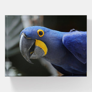 Blue And Yellow Hyacinth Macaw Parrot Paperweight