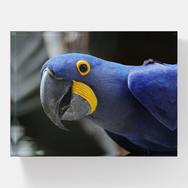 Blue And Yellow Hyacinth Macaw Parrot Paperweight (Front)