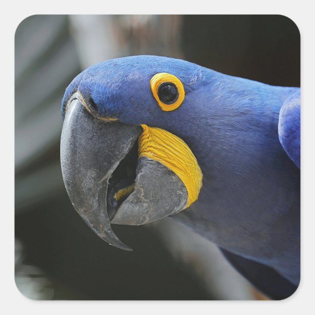 Blue And Yellow Hyacinth Macaw Parrot Square Sticker (Front)