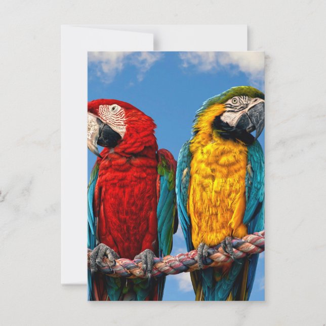 Blue and yellow macaw and a Scarlet macaw Invitation (Front)