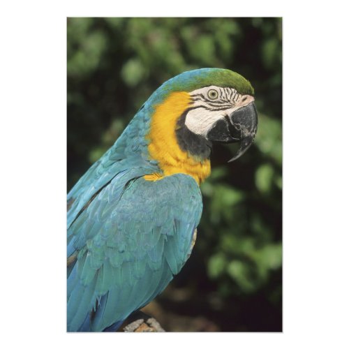 Blue and Yellow Macaw Ara aurarana Photo Print